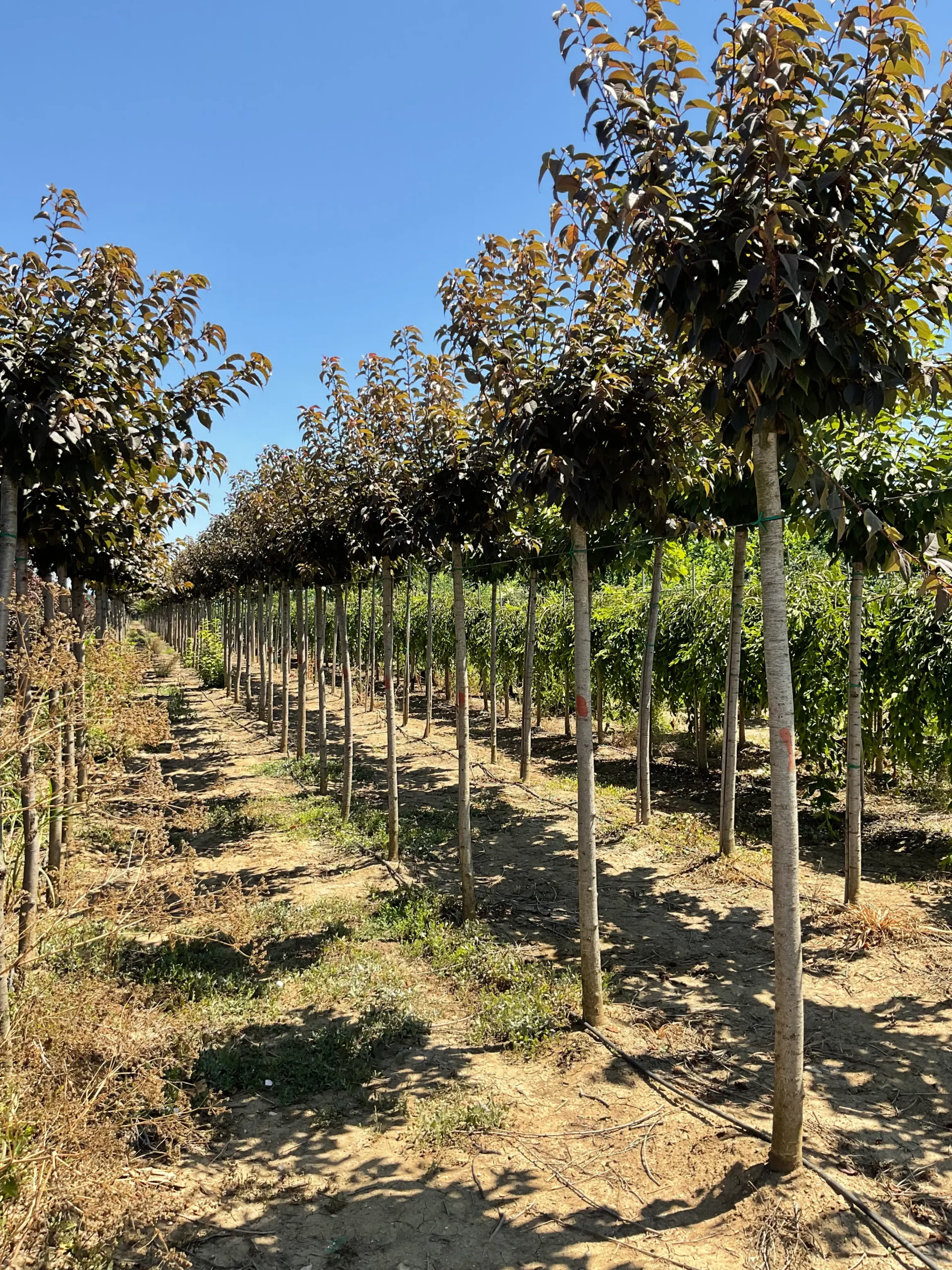 PRUNUS SERRULATA ROYAL BURGUNDY