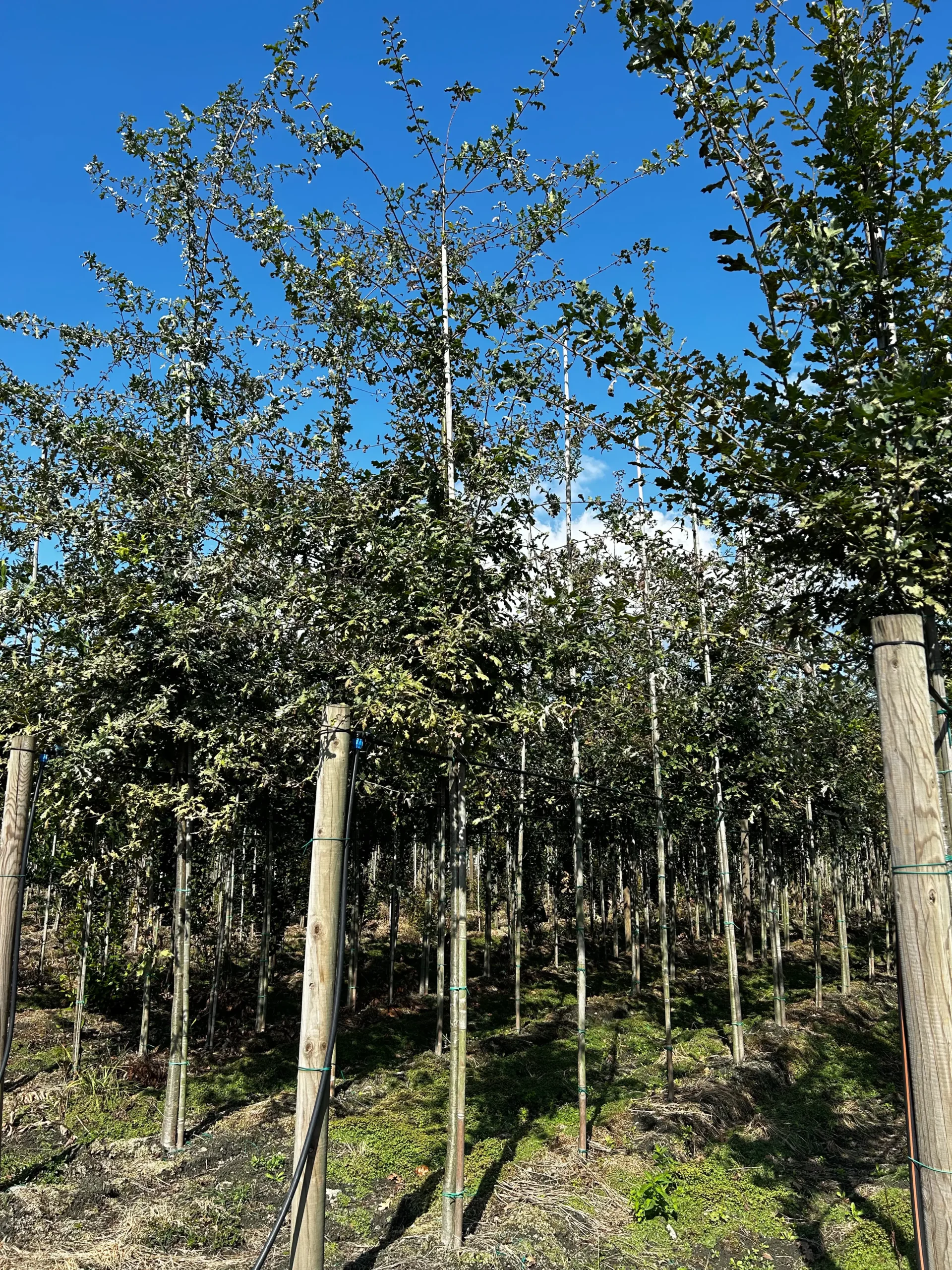 QUERCUS ROBUR