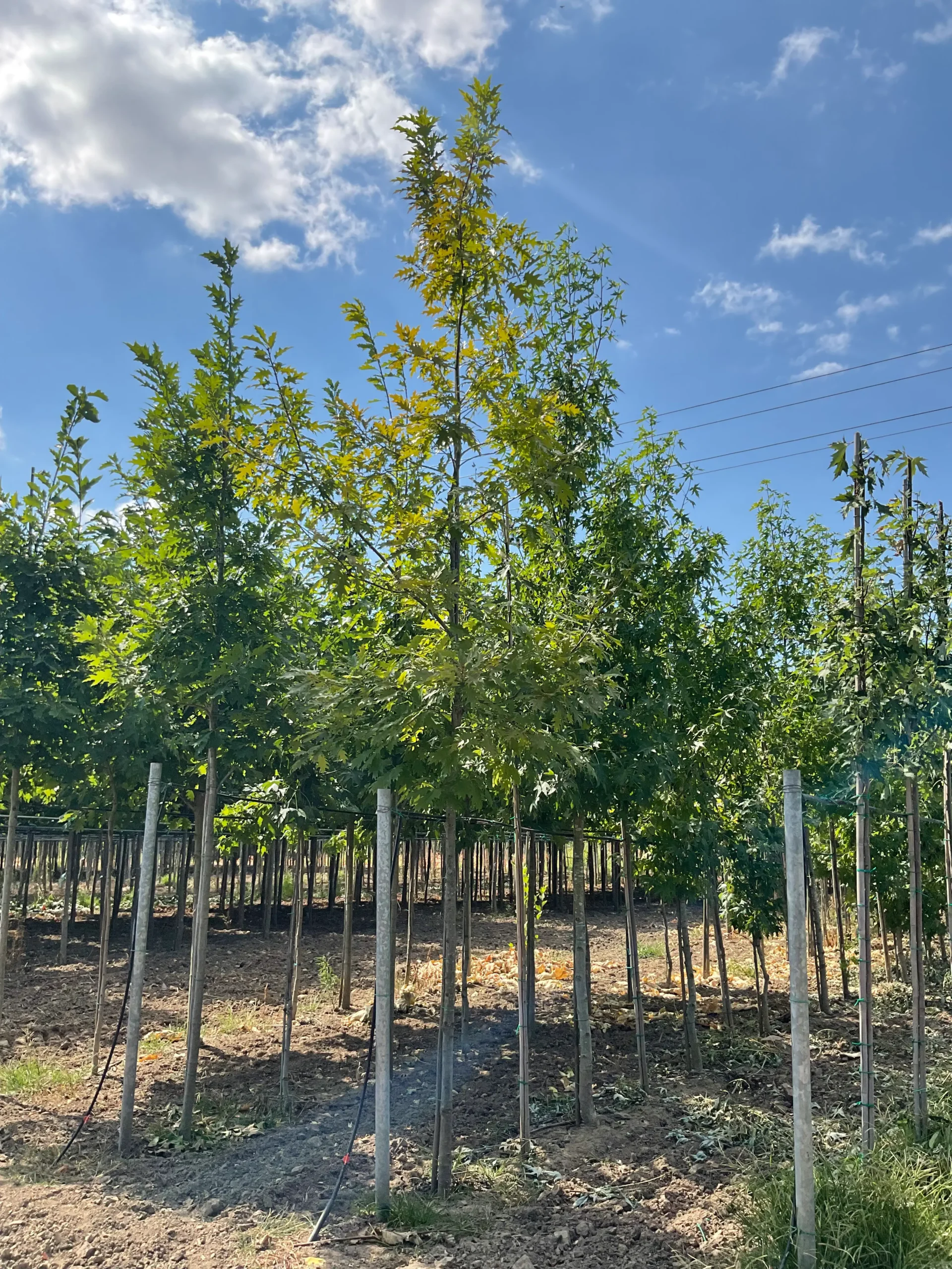 QUERCUS RUBRA