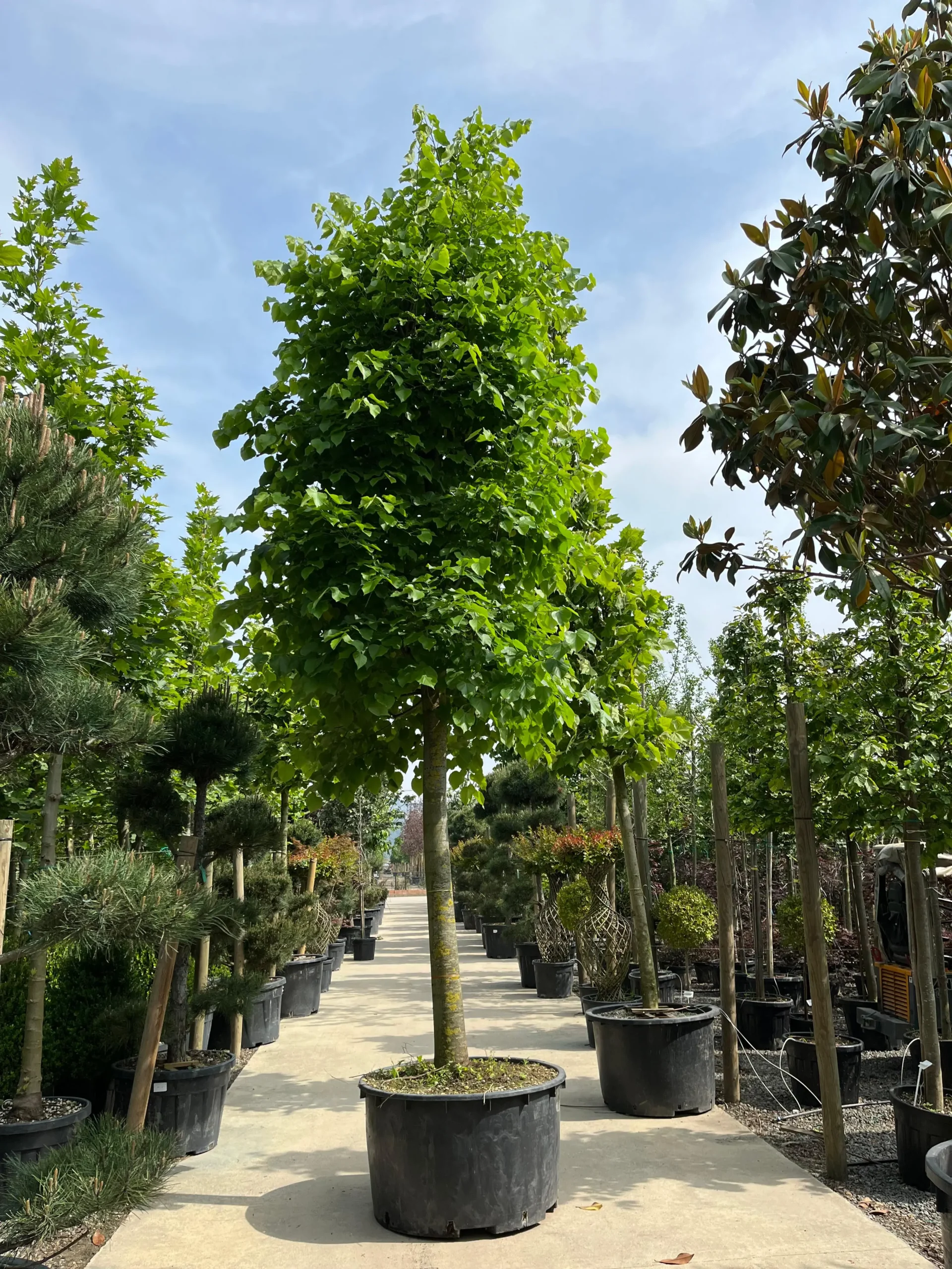 TILIA CORDATA