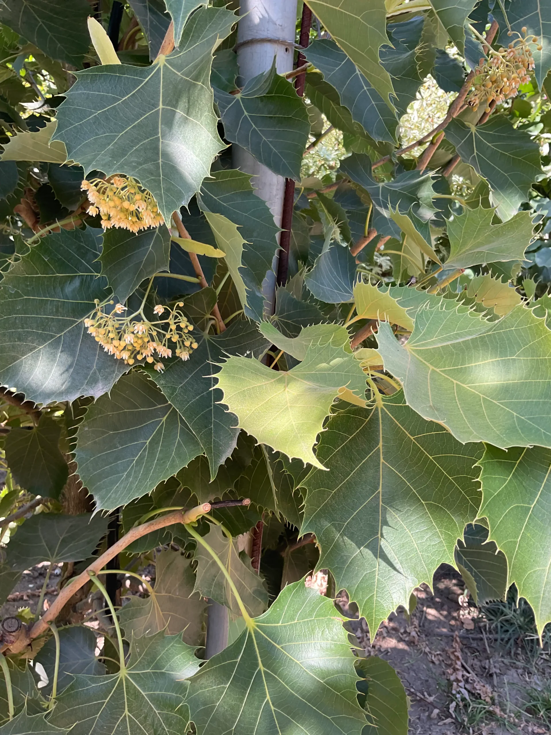 TILIA HENRIYANA