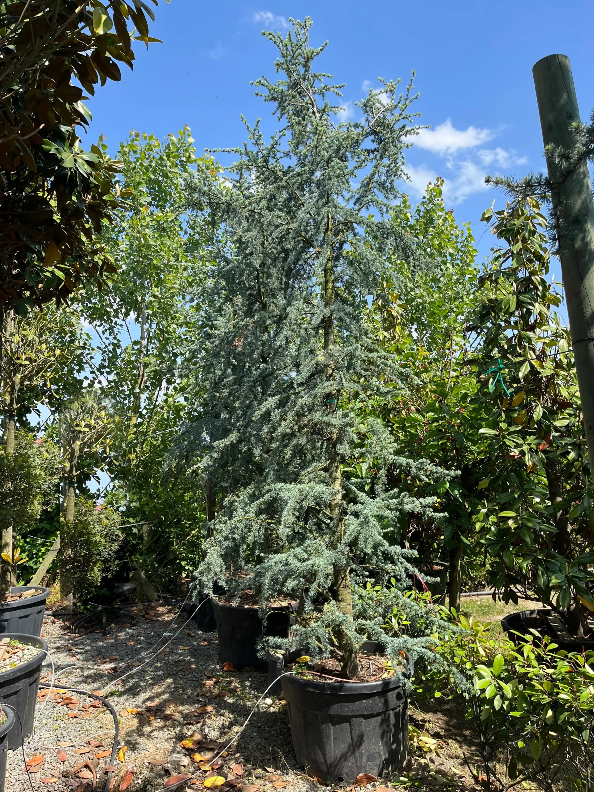 CEDRUS ATLANTICA GLAUCA