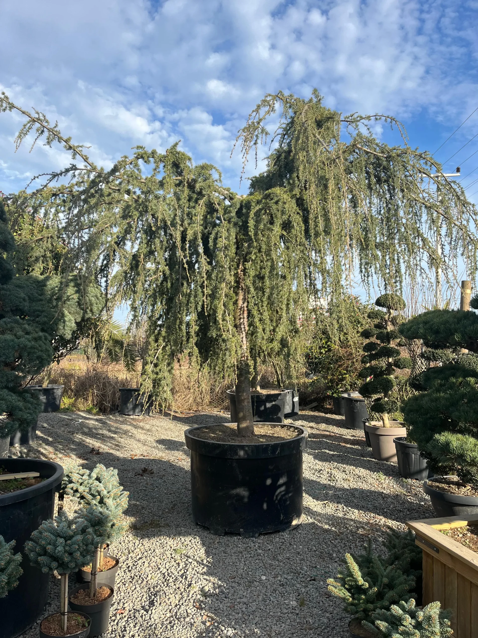 CEDRUS ATLANTICA GLAUCA PENDULA
