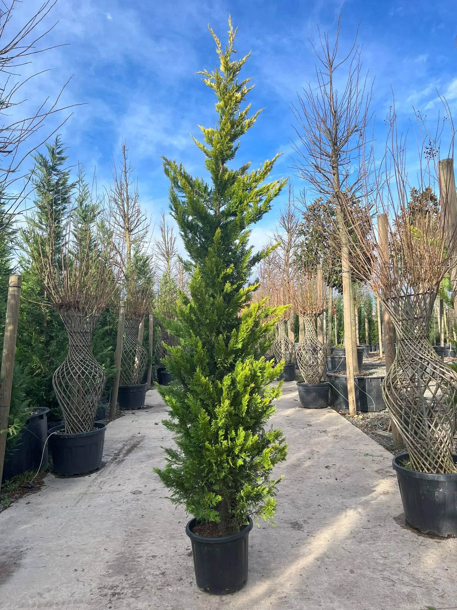 CUPRESSOCYPARIS LEYLANDII GOLDRIDER