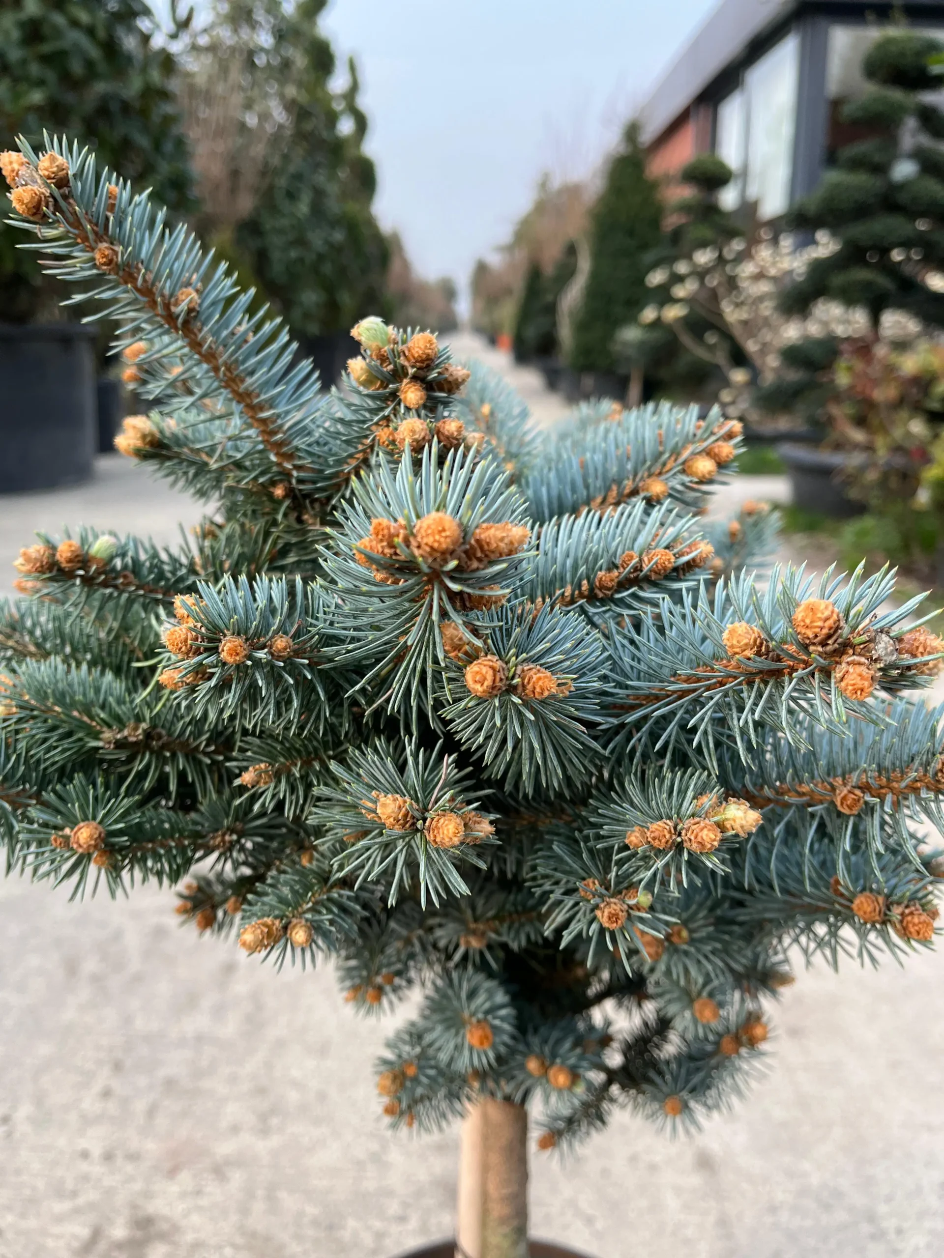 PICEA PUNGENS GLAUCA GLOBOSA 1/4 TIGE